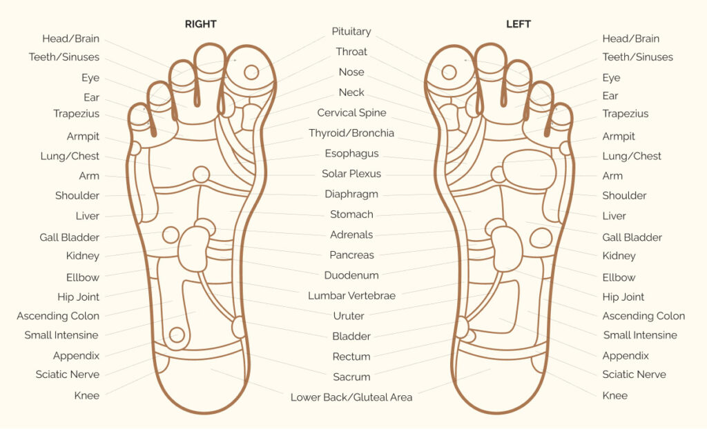 Chart of foot reflexology points of the left and the right foot.